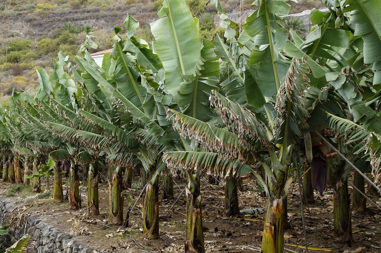 Blog - All I wanted was a banana tree....