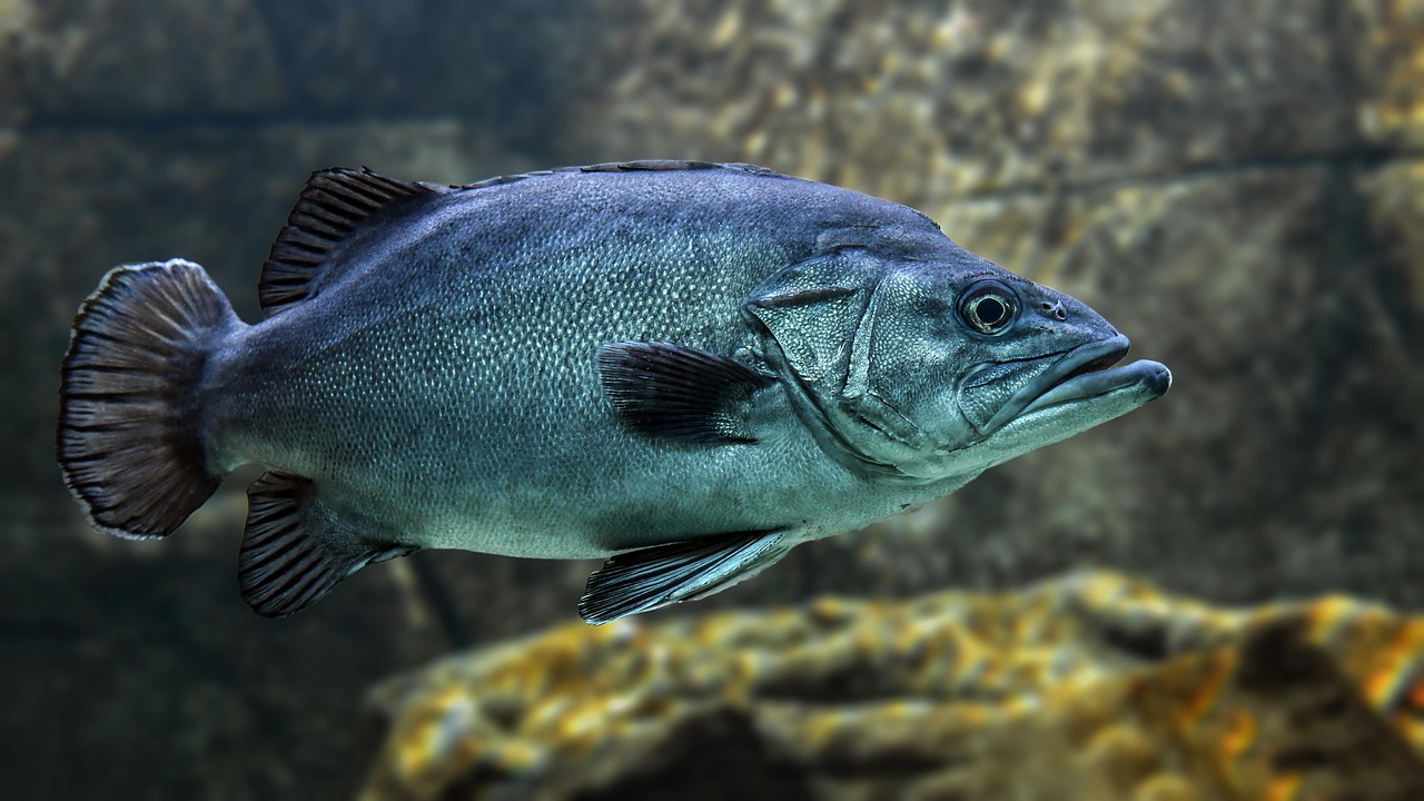 A different fish story